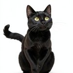 A Cat Named Whiskers: A Children's Holiday Book for Kids 4-8 Years-0
